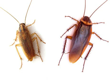 How Get Roaches In House   American Vs German Cockroaches.webp