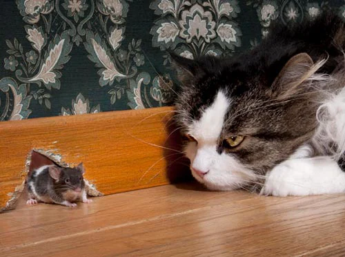 Will a Cat Keep Mice Away? - All Seasons Pest Control, LLC