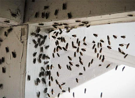 https://www.bluebeetlepest.com/wp-content/uploads/2022/10/house-fruit-flies-Blue-Beetle-Pest-Control.webp