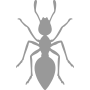 ant pest control solutions | Blue Beetle Pest Control