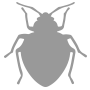 bed bug pest control solutions | Blue Beetle Pest Control