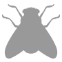 fly pest control solutions | Blue Beetle Pest Control