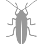 cockroach pest control solutions | Blue Beetle Pest Control