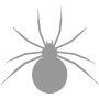 spider pest control solutions | Blue Beetle Pest Control