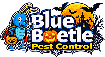 Blue Beetle Pest Control